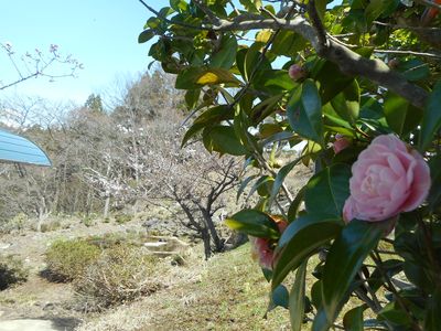 公園つばき