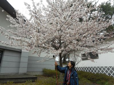 本荘公園の桜～～♪