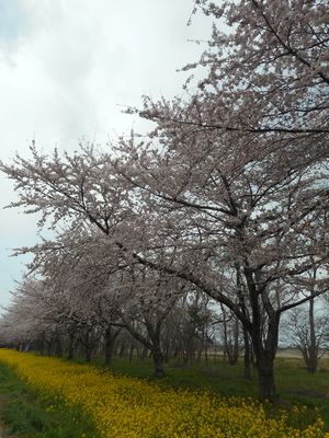 桜と菜の花ロード