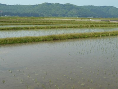 秋田県農業試験場の田植え