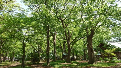 天気が良い日はお散歩しましょ♪総社神社編