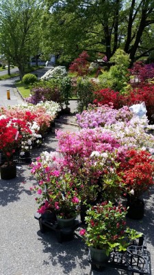 秋田植木まつり