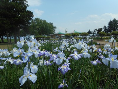 浅舞公園「忠義な猫」