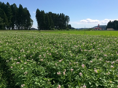 このお花は何のお花？？？