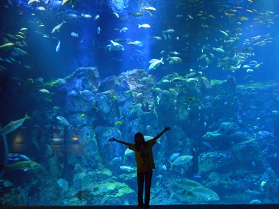 男鹿水族館GAO・イベント開催中！