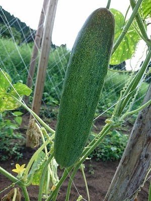 あきたの伝統野菜　~田沢地うり～仙北市田沢地区