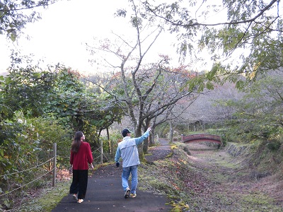 桜を探しに