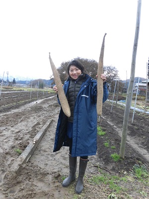 あきた伝統野菜　田沢ながいも　～仙北市田沢地区～