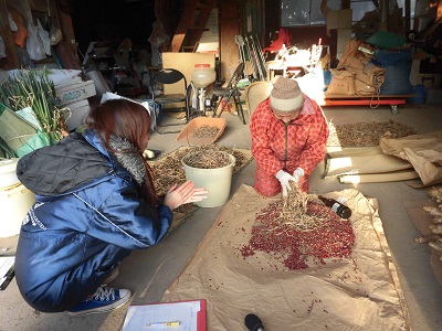 小屋で小豆出し作業中