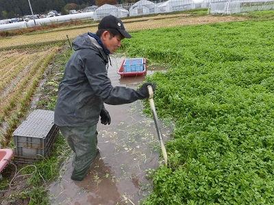 ラジパル日記 あきた伝統野菜 三関せり 露地の畑は今が旬 Abs秋田放送