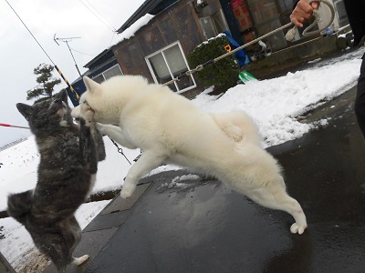 ☆秋田犬との出会い☆