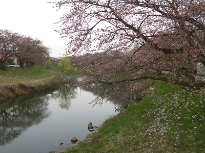 秋田市牛島・太平川沿の桜