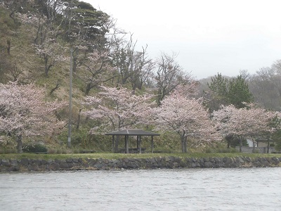 秋田の桜最前線！