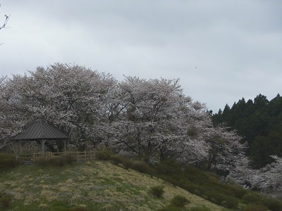 白瀬記念館桜