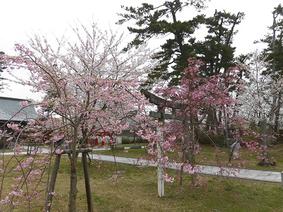 本荘公園桜