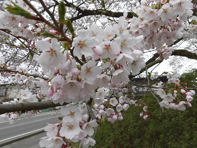 本荘公園桜アップ