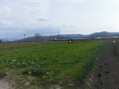 羽後町　貝沢ふくだち菜～秋田の伝野菜　候補～