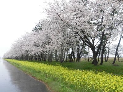 大潟村　桜並木と菜の花ロードを守る「耕心会」