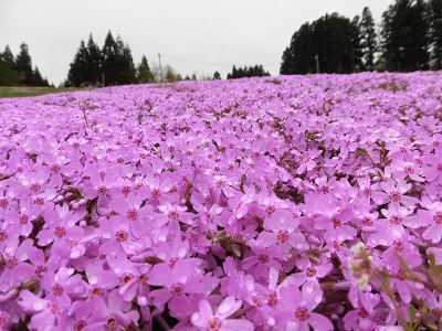 大森リゾート村　芝桜フェスタ