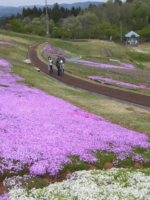 芝桜２