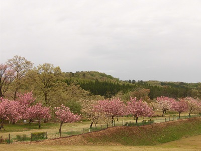 本州最後の桜のまつり　黄桜祭り