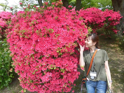 千秋公園つつじまつり