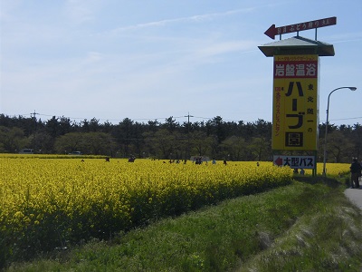 菜の花