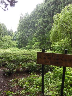 ２９０年続く　江戸時代のお茶～能代　檜山茶～