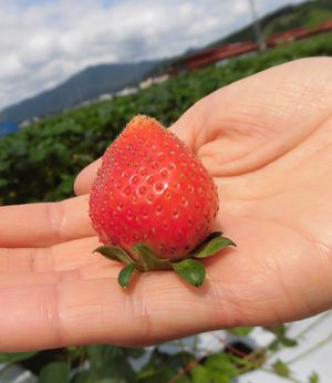 湯沢市　夏いちご～湯沢市いちご生産集出荷組合～