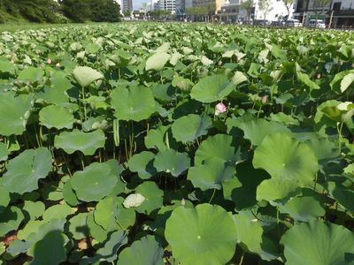 千秋公園の蓮を楽しもう♪「蓮フェスタ２０１７」