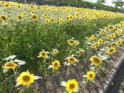 ピノキオ公園