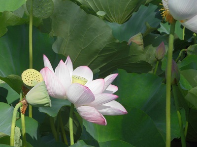 千秋公園の噴水