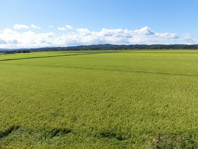 田んぼ