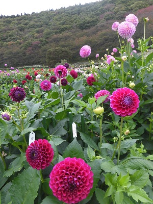 よりみちフェス♪in華の里エリア