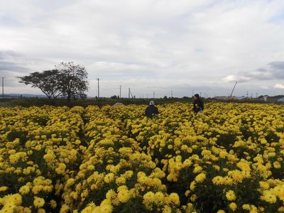 あきた伝統野菜「湯沢菊」