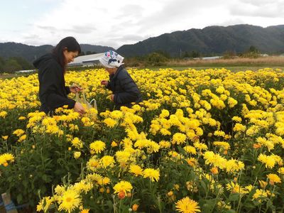 おかあさんと摘む