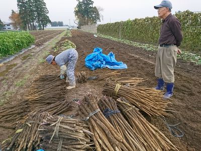 収穫たくさん