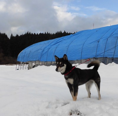 雪のうえ　つむぎ