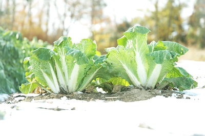 野菜