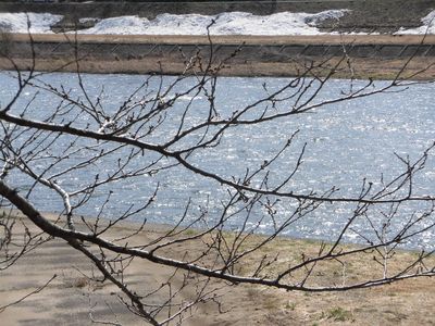 角館の桜の管理～桧木内川堤・武家屋敷通り～