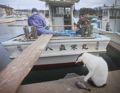 漁師さんとネコ