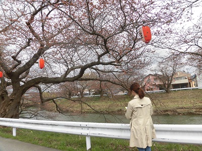牛島の太平川沿いの桜並木