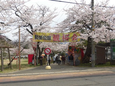 県内一番に桜が開花する「勢至公園」