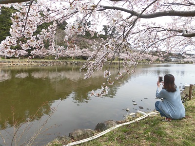 桜の写真撮る