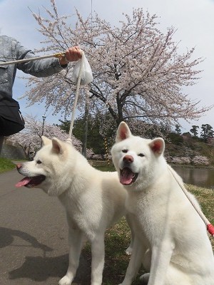 秋田犬