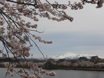 鳥海山と桜