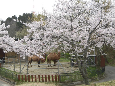 GWも大森山動物園へGO！