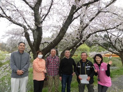桜に見る梵天～広面町内会の結束力～