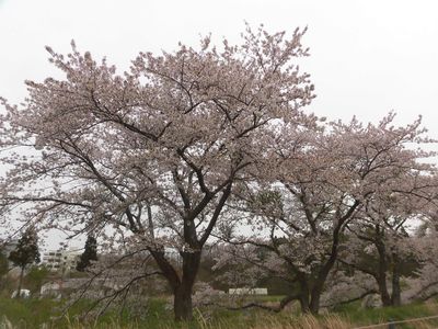 桜