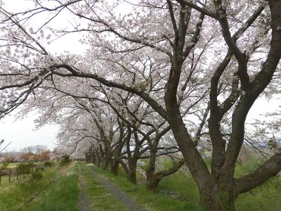 桜並木